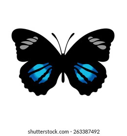 Vector Butterfly Illustration