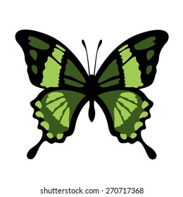 Vector Butterfly Illustration