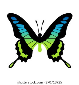 Vector Butterfly Illustration