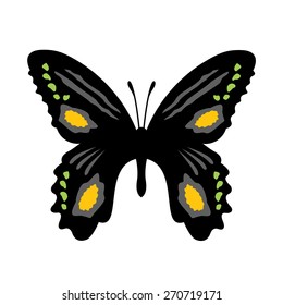 Vector Butterfly Illustration