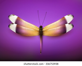 vector butterfly illustration