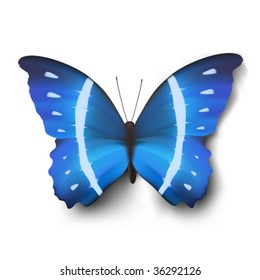 vector butterfly illustration