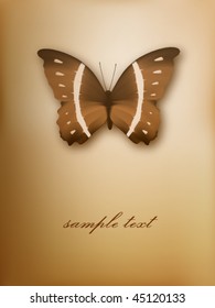 vector butterfly illustration