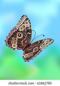 Vector Butterfly illustration