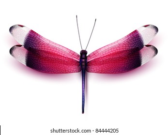 vector butterfly illustration