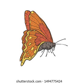 Vector butterfly illustration hand-drawn isolated on white background.
