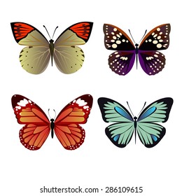 vector butterfly insect art white decorative color 