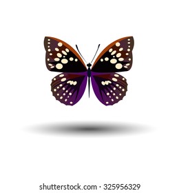 vector butterfly insect art white decorative color 