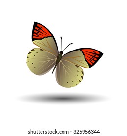 vector butterfly insect art white decorative color 