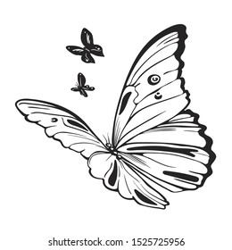Vector Butterfly isolated on white background. Black and white hand drawn illustration