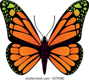 Vector butterfly isolated on white