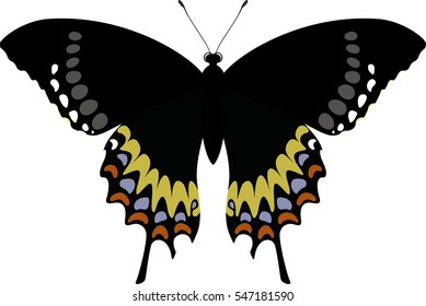 Vector butterfly isolated on white. Papilio garamas electryon 