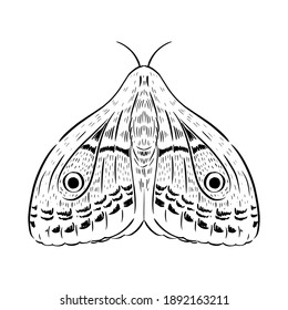 Mariposa vectora, polilla. Ilustración dibujada a mano. Fondo blanco y negro. 