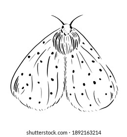 Vector butterfly, moth. Hand drawn illustration. Black and white background. Night-fly.