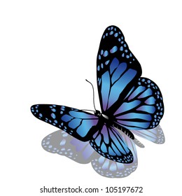 Vector Butterfly On White Background Stock Vector (Royalty Free ...