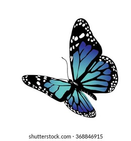 Vector Butterfly On White Background Stock Vector (Royalty Free ...