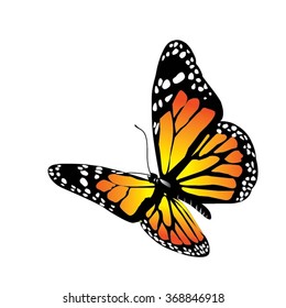 Vector butterfly on a white background