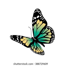 Vector butterfly on a white background