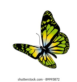 Vector butterfly on a white background
