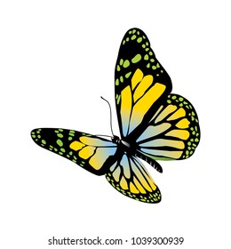 vector butterfly of orange color