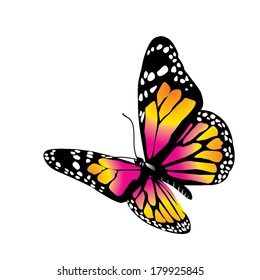 vector butterfly of orange color