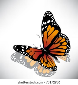 vector butterfly of orange color