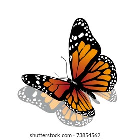 vector butterfly of orange color