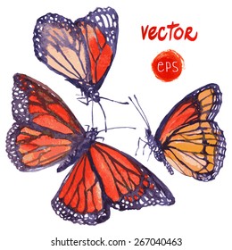 vector butterfly painted in watercolor. beautiful flying butterfly - floral design elements painted by hand. single element