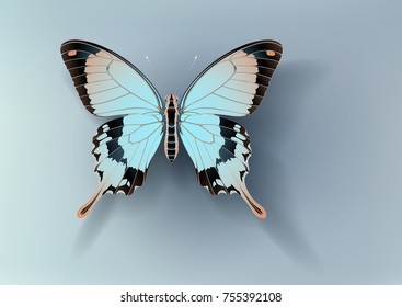 vector butterfly Papilio dardanus on light background casting off a shadow