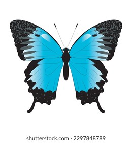 Vector butterfly papilio ulysses. Buttrerfly and insept on white background. Blue butterfly.