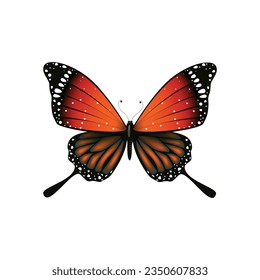 Vector butterfly realistic isolated on white background