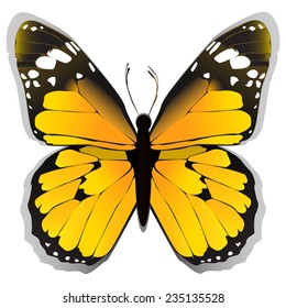 vector butterfly shadow