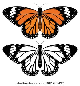 vector butterfly spreading wings top view