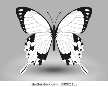 Vector Butterfly. This is File from the Butterfly Collection