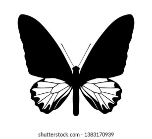 vector butterfly (troides andromache - male) silhouette isolated on white background