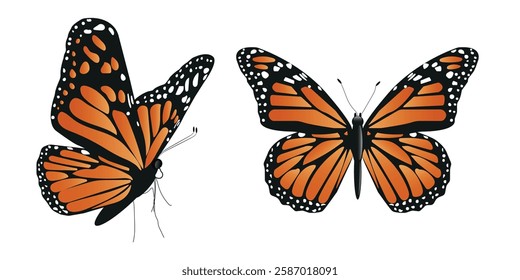 Vector butterfly in two angles with wide wings in a charming brown color. Colorful moth with colorful pattern. Abstract wings. Exotic moth decor. Elegant flying insect