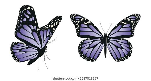 Vector butterfly in two angles with wide wings of a charming purple color. Colorful moth with colorful pattern. Abstract wings. Exotic moth decor. Elegant flying insect