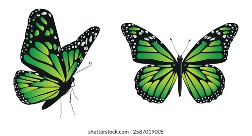 Vector butterfly in two angles with wide wings of a charming green color. Colorful moth with colorful pattern. Abstract wings. Exotic moth decor. Elegant flying insect