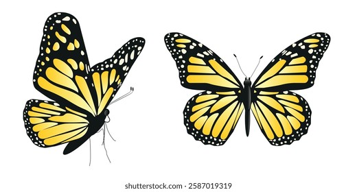 Vector butterfly in two angles with wide wings of charming yellow color. Colorful moth with colorful pattern. Abstract wings. Exotic moth decor. Elegant flying insect