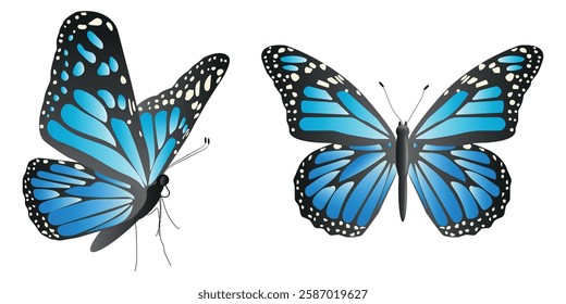 Vector butterfly in two angles with wide wings of a charming blue color. Colorful moth with colorful pattern. Abstract wings. Exotic moth decor. Elegant flying insect