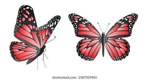 Vector butterfly in two angles with wide wings of a charming red color. Colorful moth with colorful pattern. Abstract wings. Exotic moth decor. Elegant flying insect