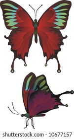 Vector butterfly in two positions