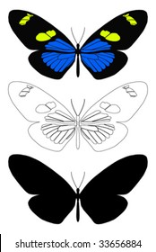 vector butterfly with white background.