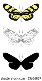 vector butterfly with white background.