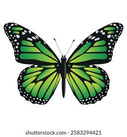 Vector Butterfly with wide wings and charming green color. Colorful Moth with a colorful pattern. Abstract wings. Exotic decor from moths. Elegant flying insect