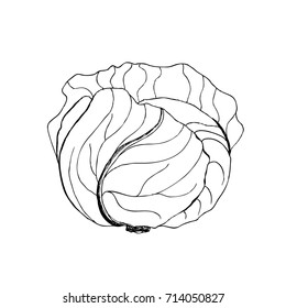 Vector cabbage. Cabbage clipart. Vector vegetable. Vector illustration.