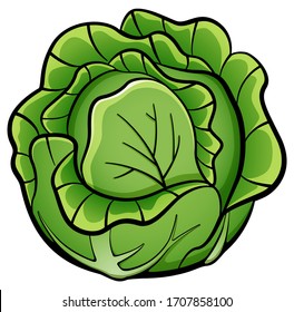 Vector Cabbage Design Drawing Isolated