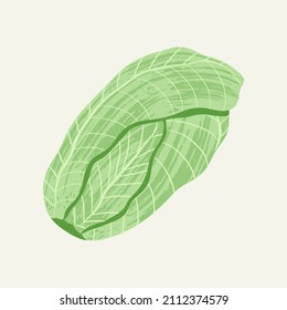 Vector cabbage. Illustation of isolated cabbage with brush texture. 