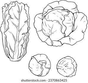 Vector cabbage isolated on a white background. Hand drawn sketch style cabbages set. Isolated vegetable engraved style objects. black line vector