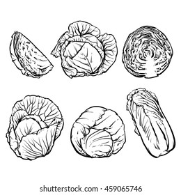 Vector cabbage isolated on a white background. Hand drawn sketch style cabbages set. Isolated vegetable engraved style objects. 